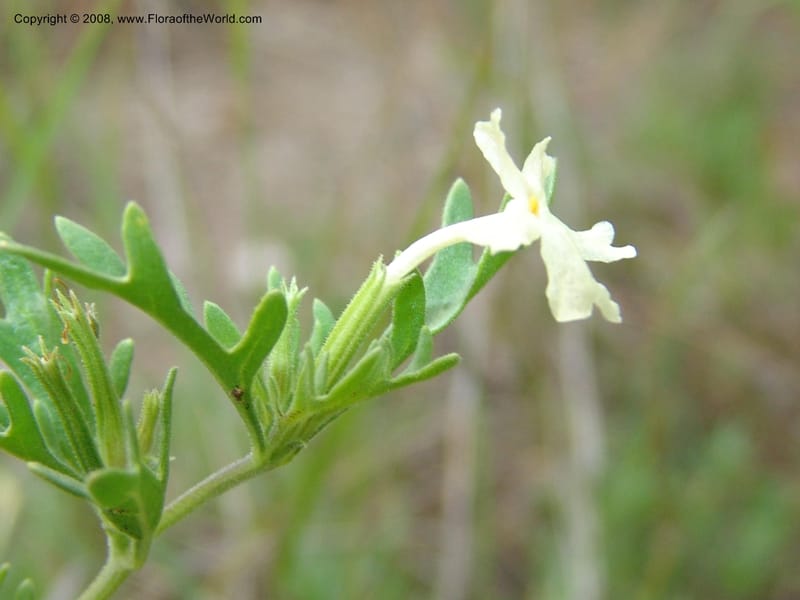 Chascanum pinatifidum--So.Africa. Mpumal. R577 N of Lydenburg. 16 Mch 05. 187.jpg