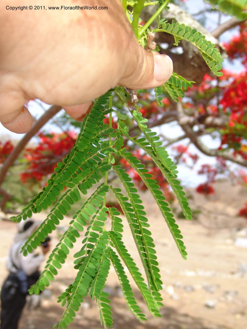 Delonix regia, ROR1560--Madag. Prov. Antsir. Orangea For. Pres. 9 Nov 06. 220.jpg