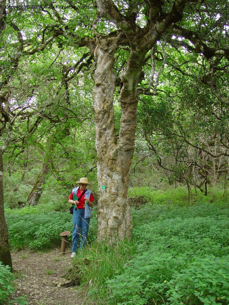 Celtis africana--So. Africa. Grootbos Nature Res. 22 Nov 02. 015.jpg