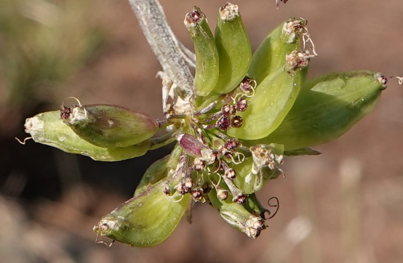 Lomatium macrocarpum, C. Davidson 13790--Oregon. Wallowa Co. Upper Camp Creek Canyon. 5 Jun 2018. DSC05225 (81).JPG