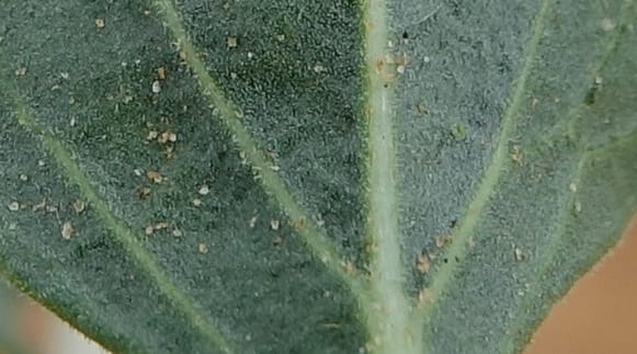 Chascanum pumilum, L. Nanyeni 1252--Namibia. Eningu Clayhouse Lodge, no. 2. 27 Mar 2018. DSC03756 (113).JPG