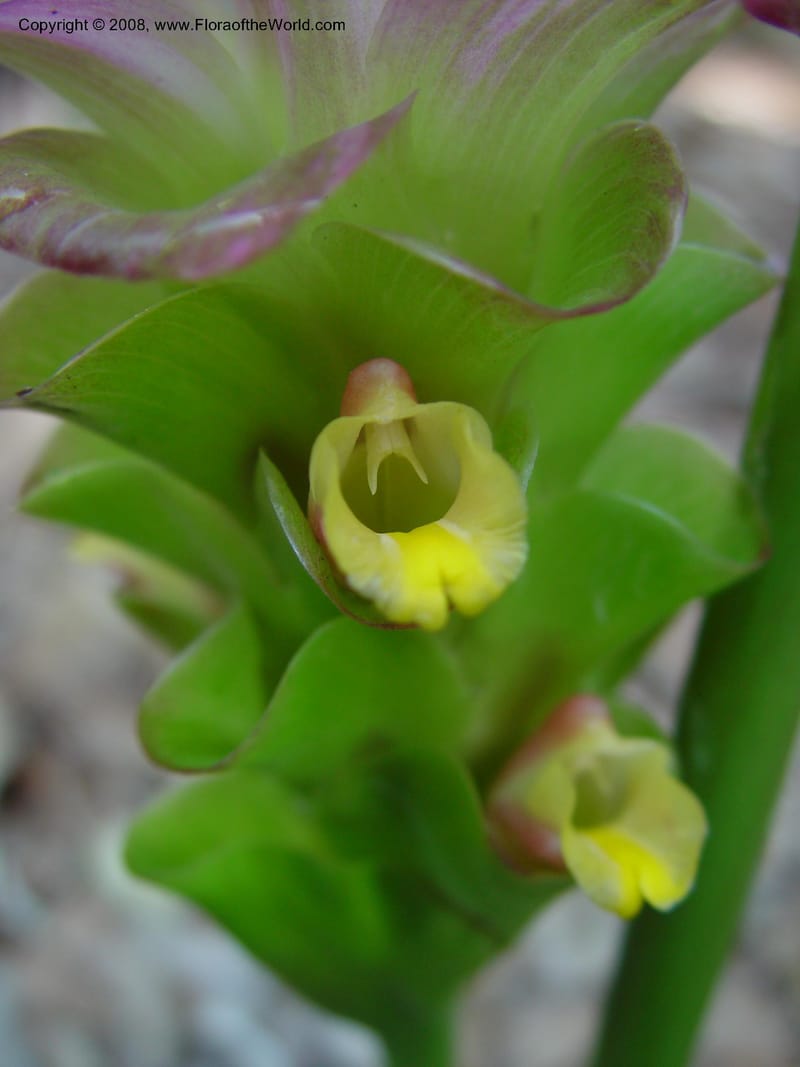 Curcuma zeodaria--FL. Fairchild Tropical Gard. 6 Apr 03. 183.jpg