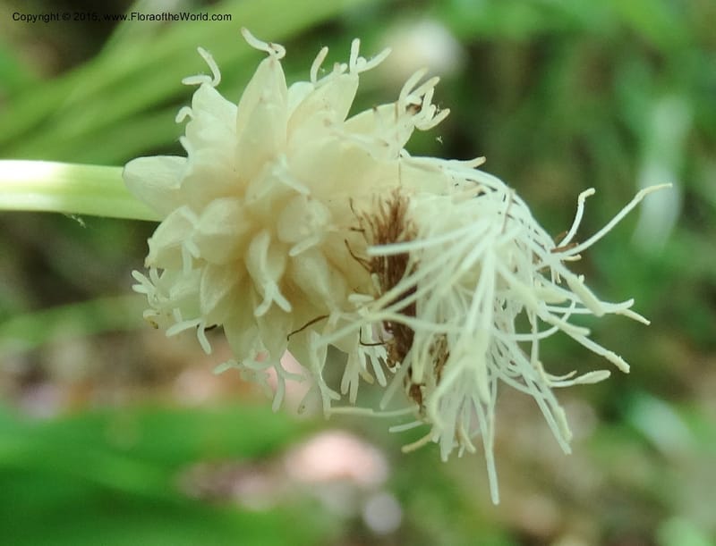 Cymophyllus fraserianus, Davidson, C 12984--North Carolina. Clay Co. Perry Gap Rd, Barnard's Cr. 13 May 2015. DSC04860 (66).JPG
