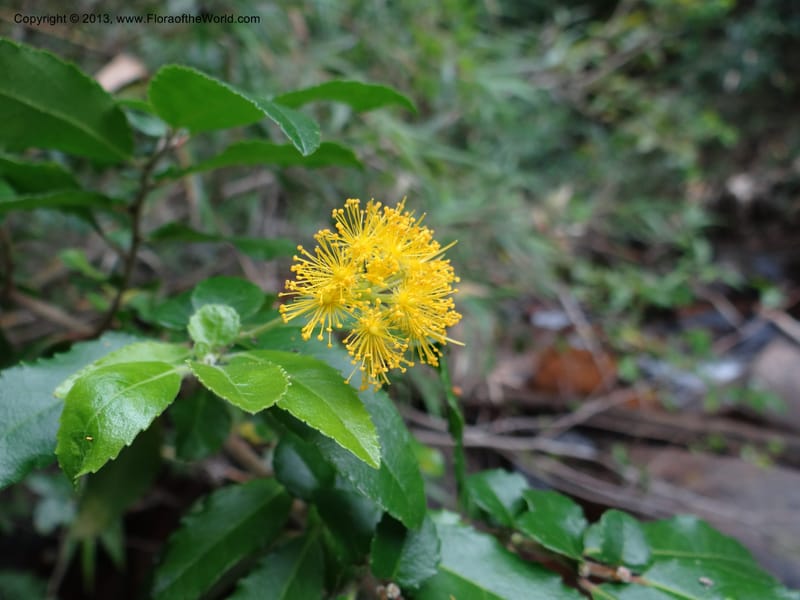 Azara, WDS 34074--Chile. Reserva Nac. Los Queules. 15 Feb 2013. DSC01158 (58).JPG