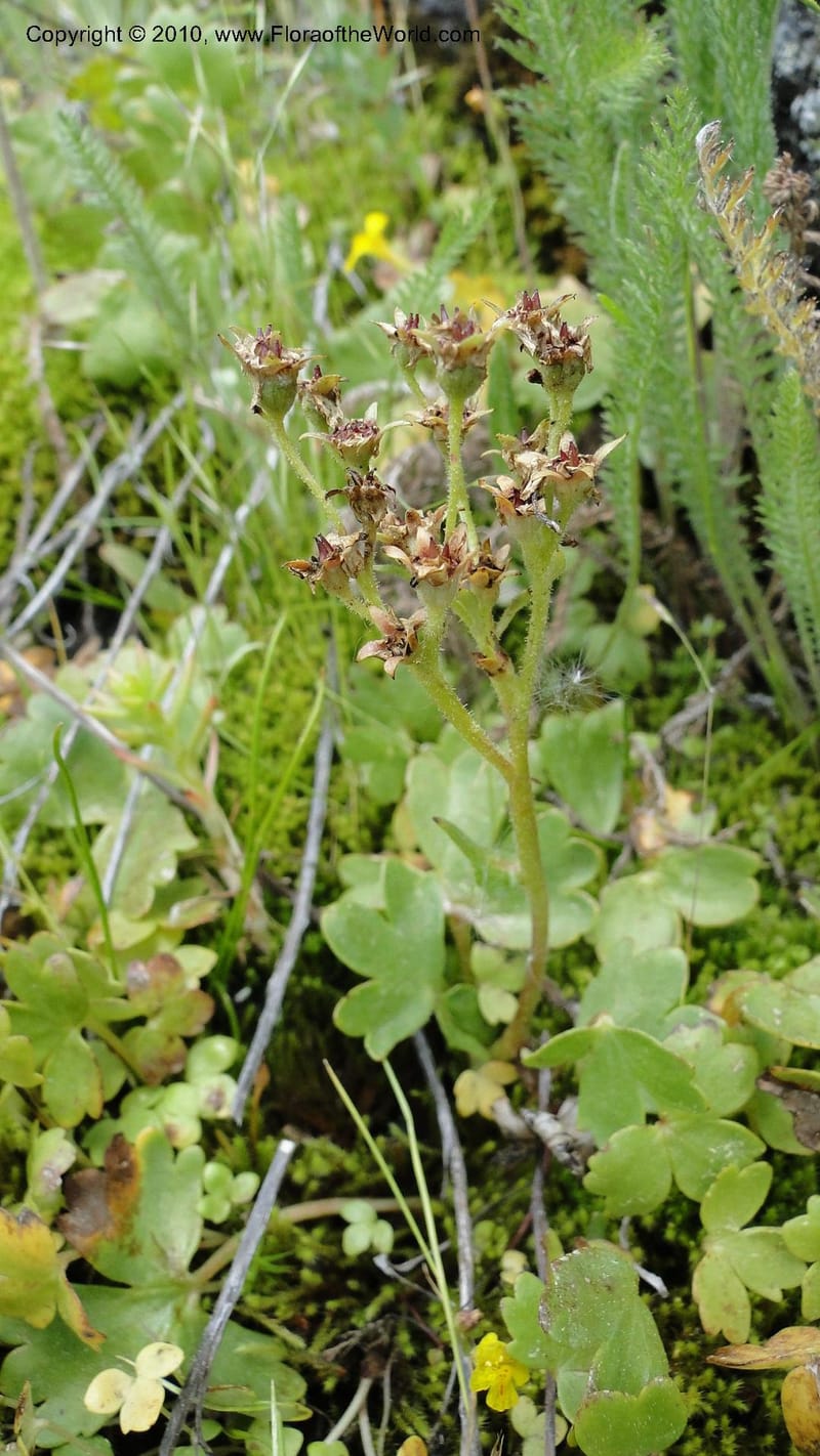 Suksdorfia ranunculifolia, B. Ertter 19978--Idaho. Valley County. 1 July 2010. 085 (3).jpg