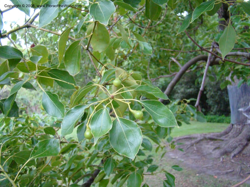 Cinnamomum camphorum--Australia. Royal Botanic Garden, Melbourne. 19-20 Mch 08. 423.jpg