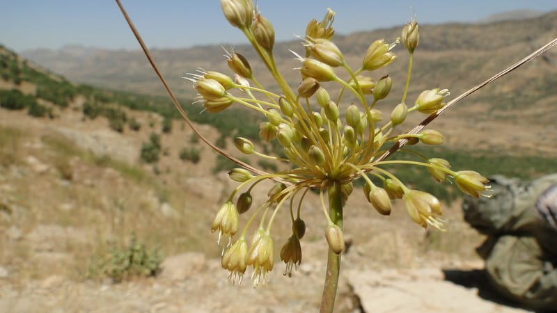 Allium chloranthum, A. G. Miller 132.3--Iraq. Kurdistan. Shakh-i Pira Magun. Gueza Khan. 11 June 2010. 114 (8).jpg