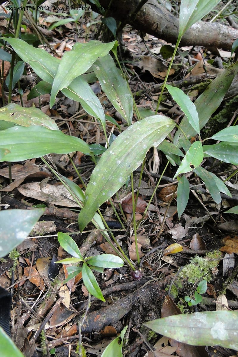 Aspidistra truongii, Regalado 1888--Viet Nam. Hon Ba Nature Res. 12 May 2011. 057 (7).jpg
