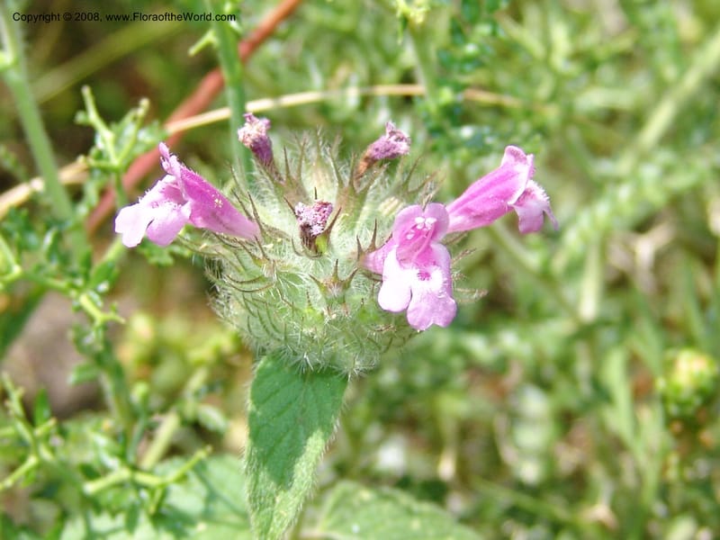 Clinopodium vulgare ssp orientale--Crete. Ep. Kisamos. Sirikari Gorge. 25 May 05. 119.jpg