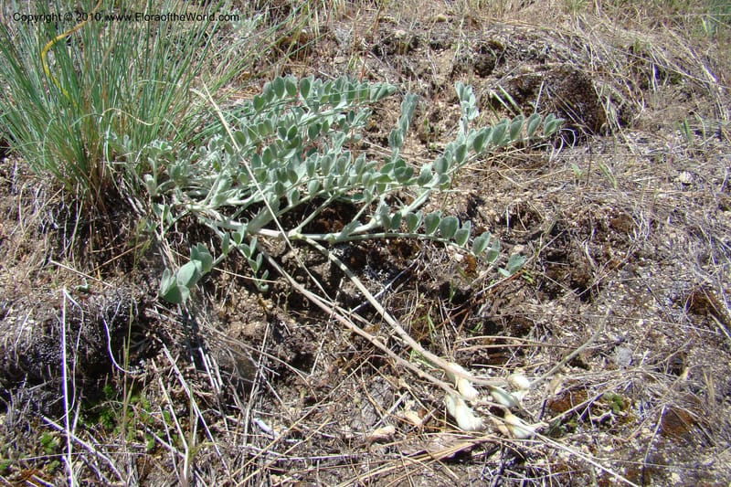 Astragalus purshii, C. Davidson 11372--Idaho. Idaho Co. Salmon River. Polly Bemis Ranch. 27 May 2009. 136.jpg
