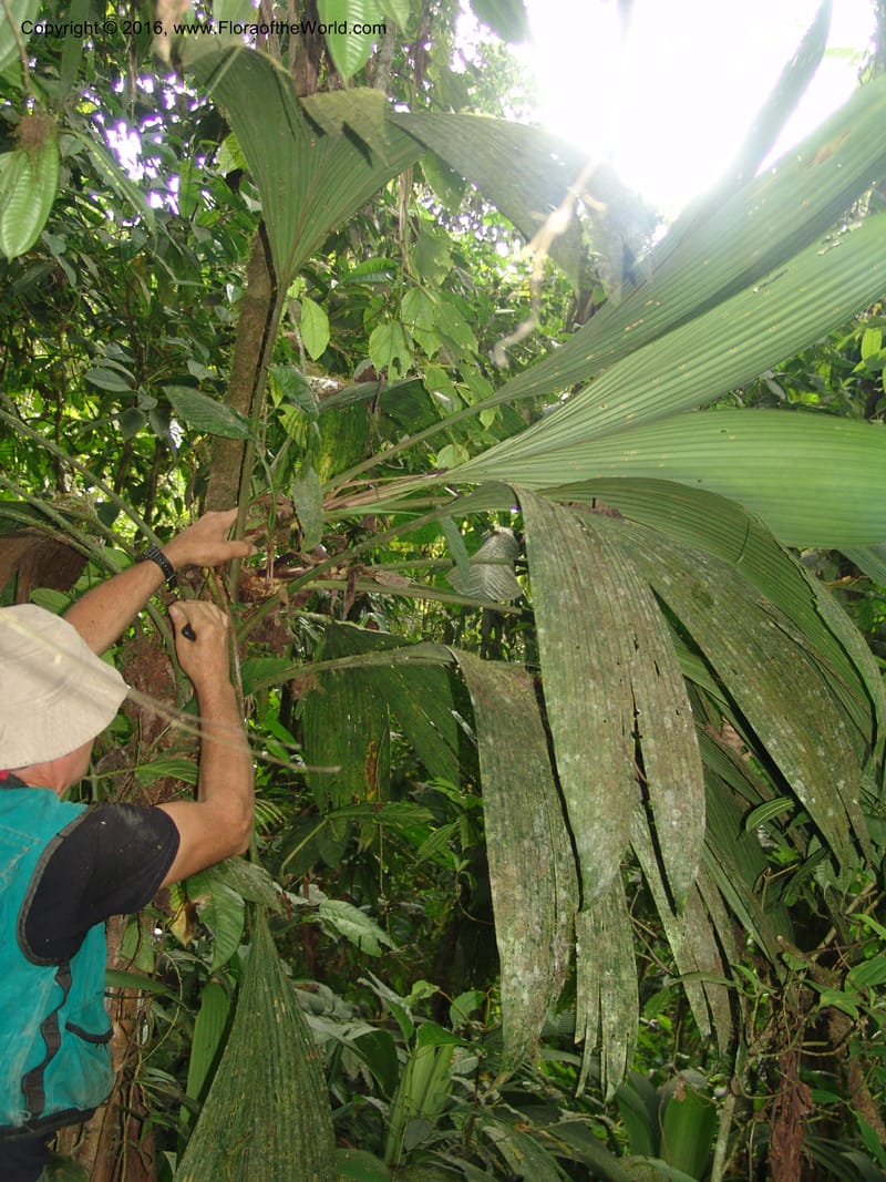 Asplundia, Croat, T 93393--Ecuador. Prov. Los Rios. Cerro Samama, E of Pita. 14 Aug 04. 032 (10).jpg