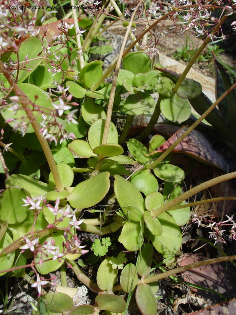 Crassula multicava--Spain. Blanes. Marimurtra Bot. Gard. 24 Apr 04. 050.jpg
