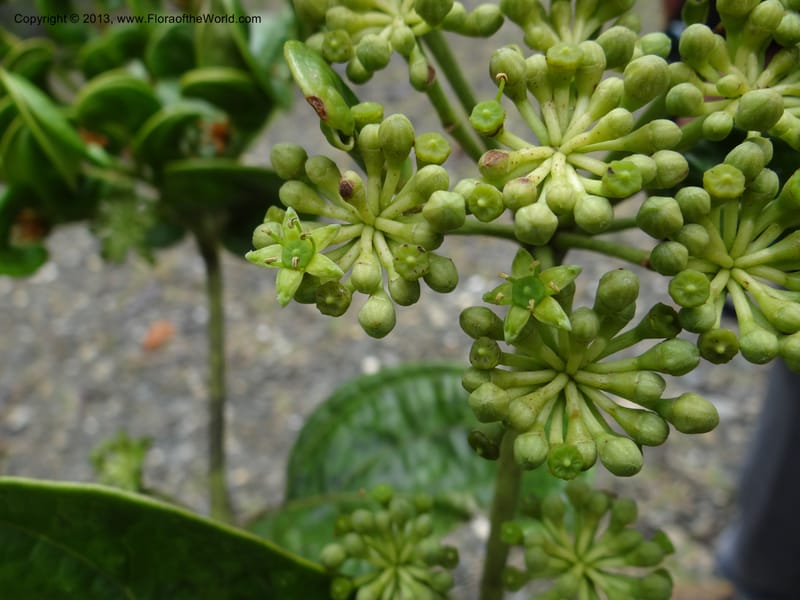 Aralia, SAN.153245--Malaysia, Sabah. Tawai For. Res. 9 Apr 2012. DSC07890 (100).JPG