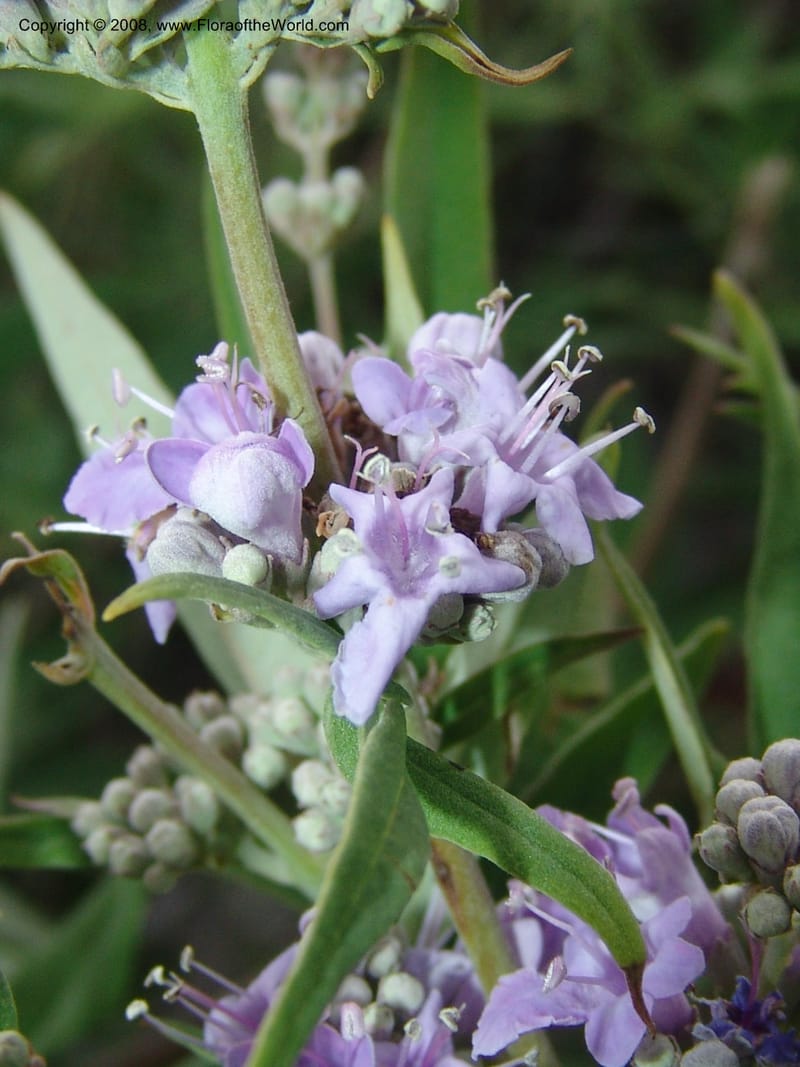 Vitex agnus-castus--Crete. Coastal trail E of Loutro. 28 May 05. 097.jpg