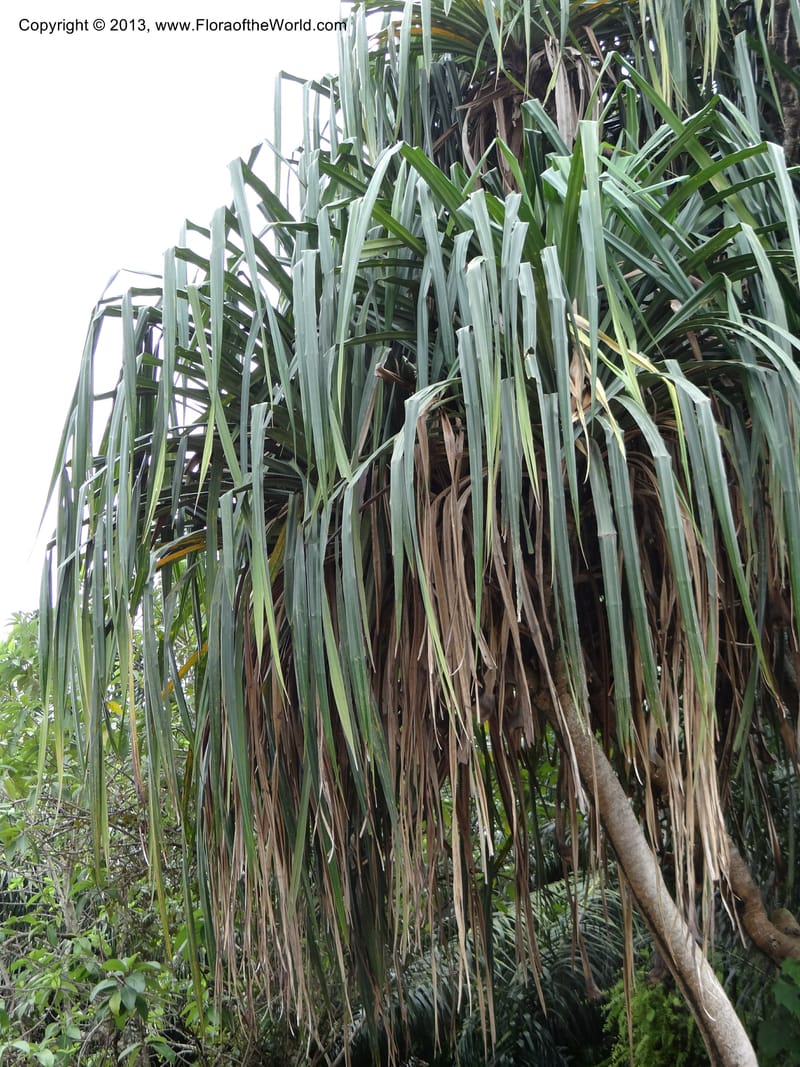 Pandanus unicornutus, Callmander, M 1049--Thailand. Chumphon Prov. Tambon Mab Amarit. 13 Nov 2012. DSC09009 (15).JPG