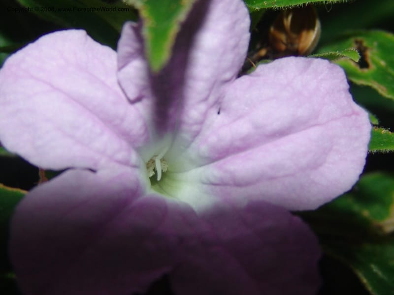 Ruellia yurimaguensis, AAraujo-M.1517A--Bolivia. Pq. Nac. Madidi. Laguna Chalalan. 26 Nov 04. 007.jpg