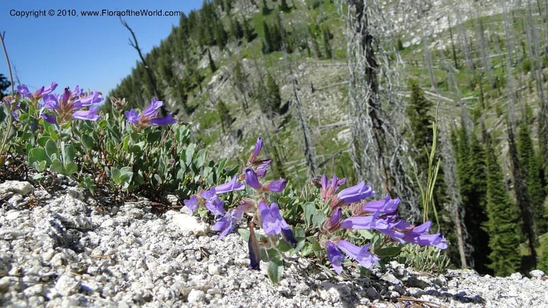 Penstemon montanus var. idahoensis, C. Davidson 11762--ID. Valley Co. Road to Gold Fork Looklout. 16 July 2010. 164 (2).jpg
