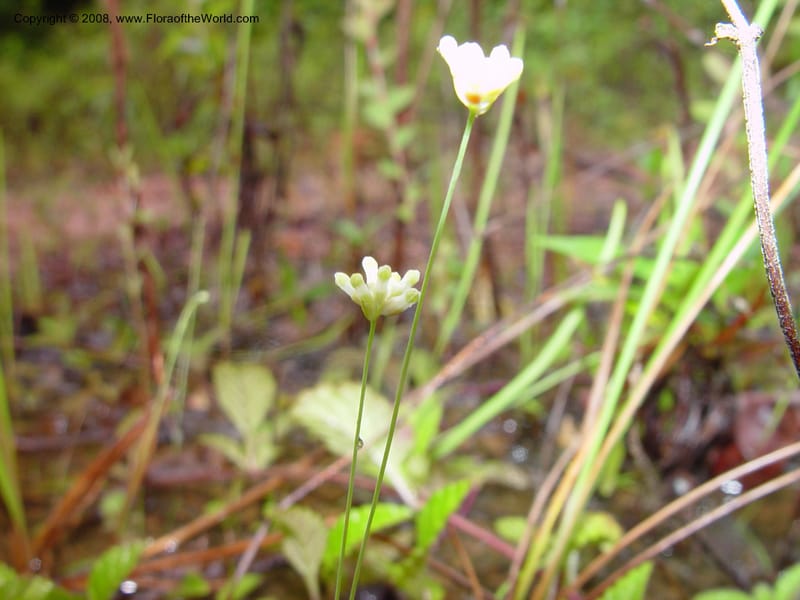 Burmannia capitata, E.Tepe587--Fr. Guiana. Piste de Saint-Elie. 19 Mch 02. 003.jpg