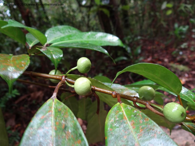 Ficus, S.98873--Malaysia, Sarawak. Kubah Nat. Park. 28 Mar 2012. DSC05973 (215).JPG
