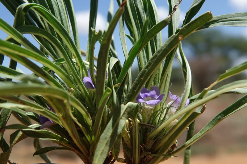 Aptosemum lineare, L. Nanyeni 1168--Namibia. Hwy B1, rest stop at odom 161. 16 Mar 2018. DSC01241 (40).JPG