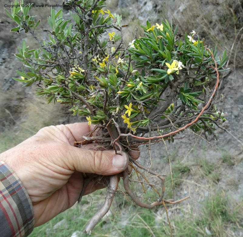 Wikstroemia, Boufford, D 43598--China. Sichuan. Yonghe Village. 6 May 2014. DSC04110 (46).JPG