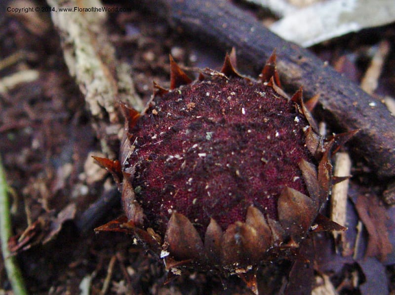 Thonningia sanguinea--Cameroon. Mt. Cameroon. 5 Dec 03. 084a (2).jpg