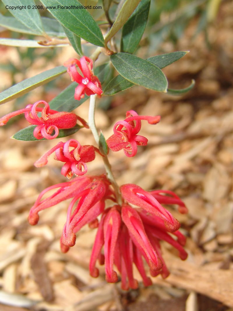 Grevillea victoriae, 2002.0250--CA. San Francisco Arboretum. 9 Aug 07. 385.jpg