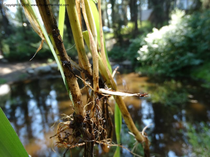 Torreyochloa pallida var. pauciflora, Davidson, C 12609--Idaho. Valley Co. Payette Lake. Sylvan Cr. 20 Jul 2014. DSC00669 (72).JPG