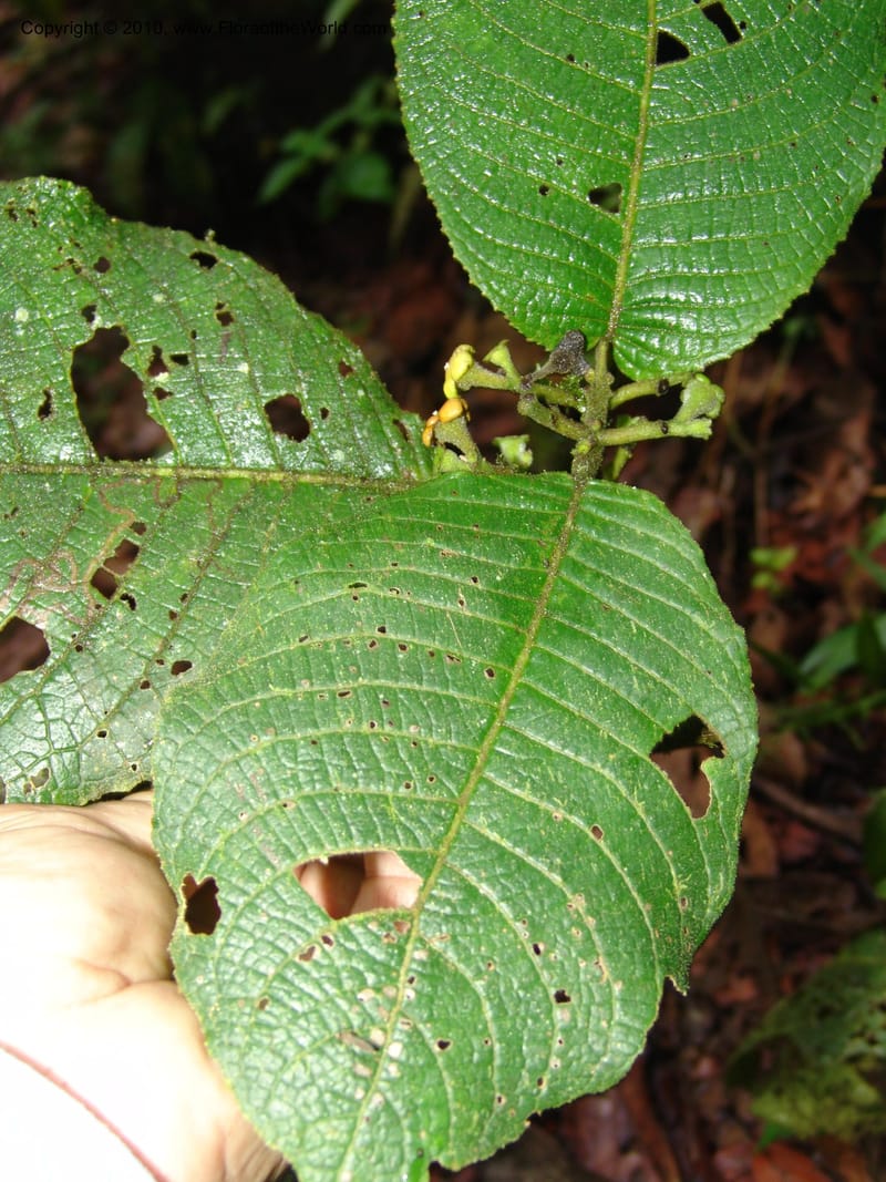 Siparuna aspera, Croat 95735--Ecuador. Maquipucuna Biol. Res. Send. Princip. 11 Mar 06. 260 (14).jpg