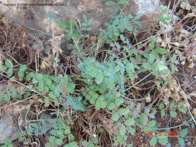 Sanguisorba verrucosa--Crete. Phenix trail, W of Loutro. 28 May 05. 073.jpg