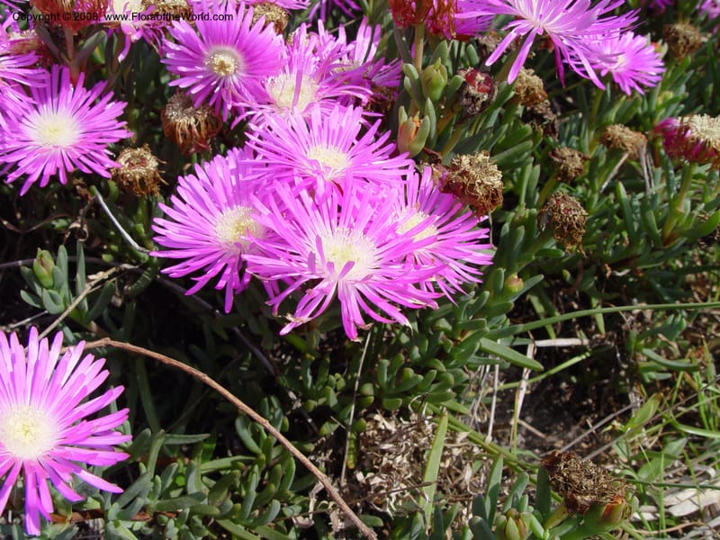 Lampranthus--So. Africa. Zululand.  Rd Hluhluwe to False Bay.  30 Sep 03.  013.jpg