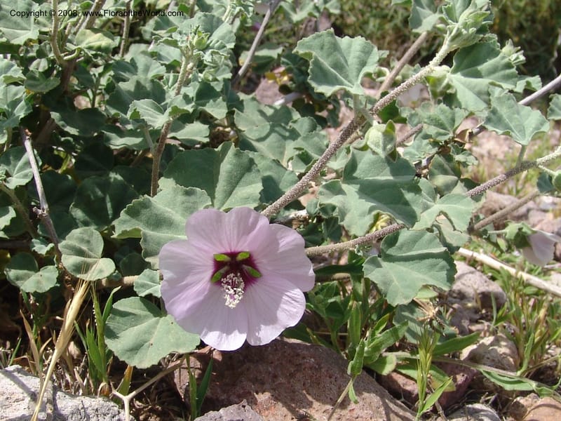 Lavatera maritima--Spain. Prov. Almeria. Cabo de Gata. Old lighthouse. 23 Apr 05. 058.jpg