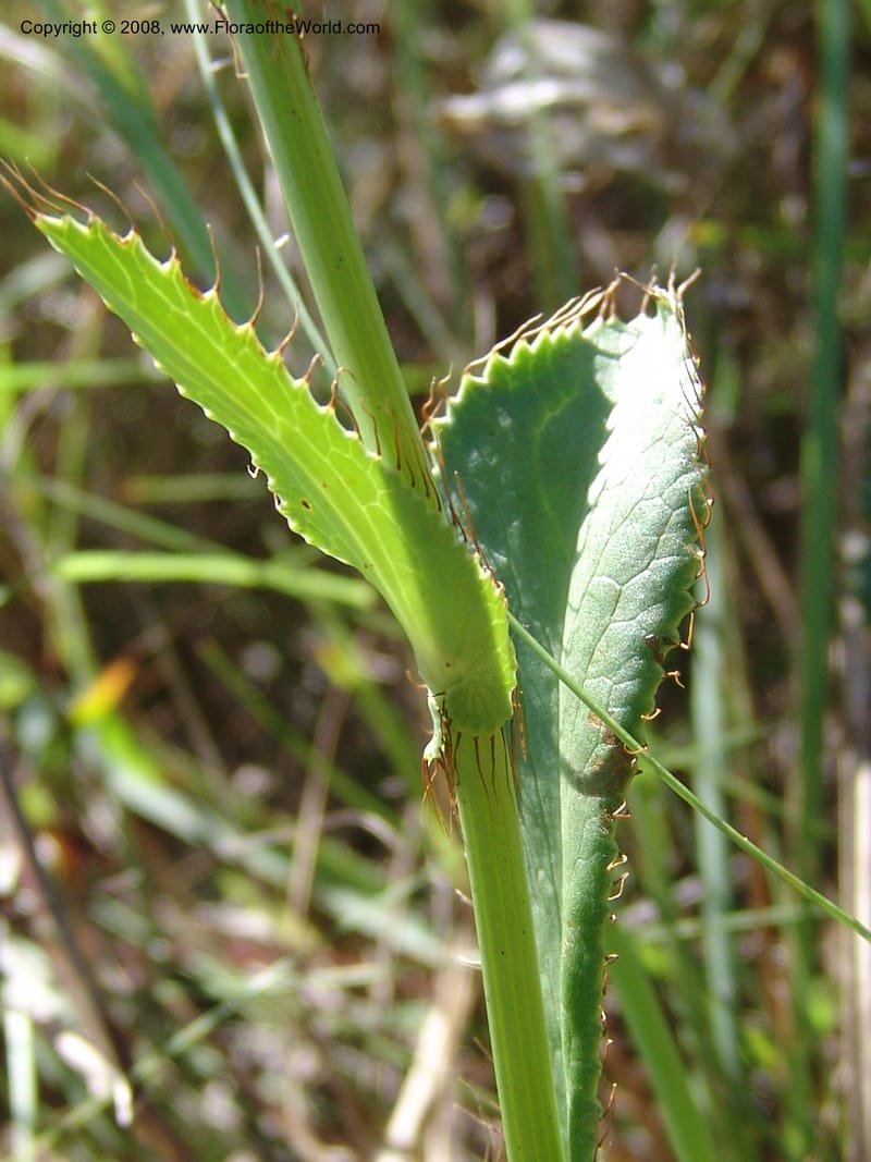 Alepidia longifolia--So.Africa. E. Cape. Umtamvuna Nat. Res. 11 Mch 05. 306.jpg