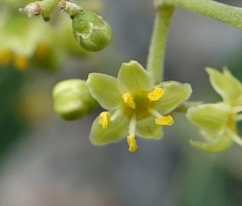 Schinus areira, Fortunato 13200--Argentina. Hwy 150 S of San Augustin. 9 Feb 2018. DSC09845 (65).JPG
