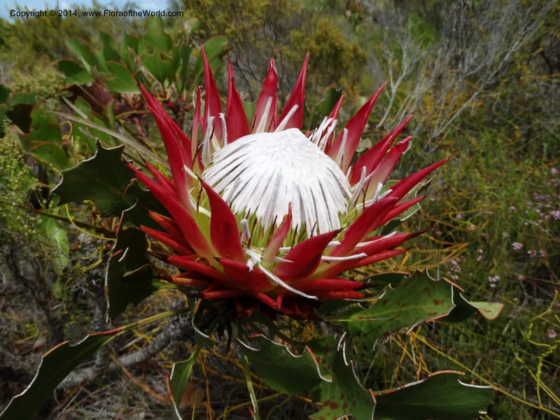 Protea cynaroides, Davidson, C 12315--South Africa. Western Cape. E. side, Fernkloof. 24 Jan 2014. DSC01799 (152).JPG