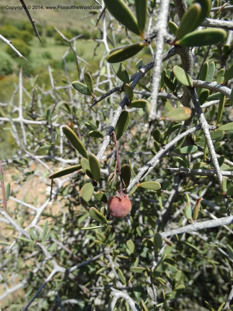 Putterlickia pyracantha, Davidson, C 12273--South Africa. Western Cape. S of Oudtschoorn. 20 Jan 2014. DSC00850 (13).JPG