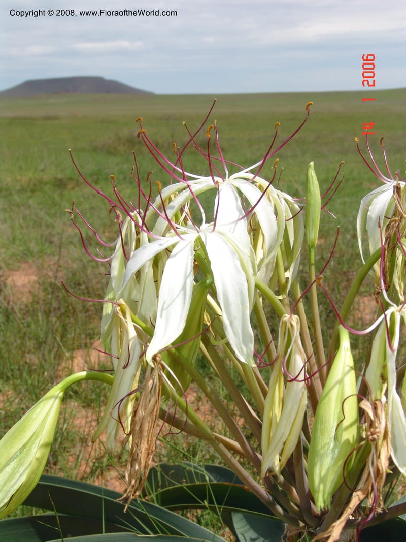 Crinum, not coll.--Madag. Prov. Fianar. 5 km SW of Ilakaka. 14 Jan 06. 005.jpg