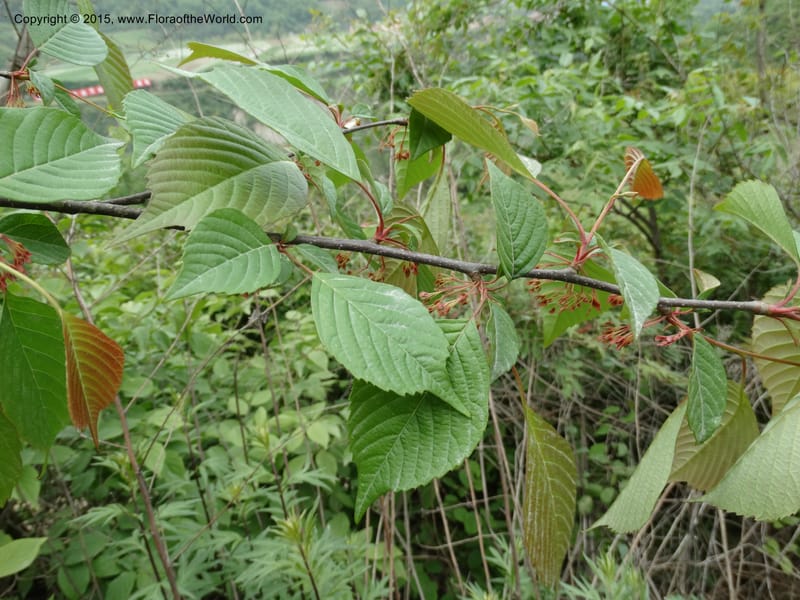 Euptelea pleiosperma, Boufford, D 43587--China. Sichuan. Tudiling Tunnel. 6 May 2014. DSC03860 (153).JPG