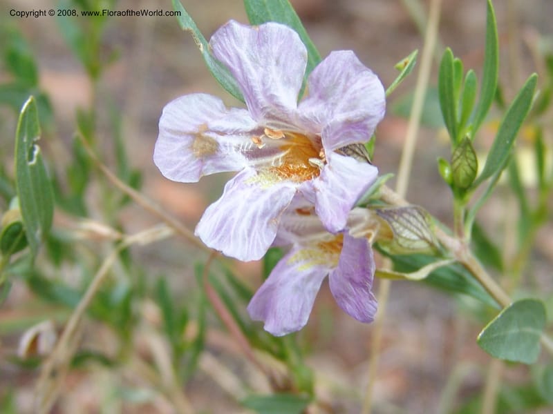 Petalidium oblongifolium cf--So.Africa. Mpumal. twd Steelpoort. 16 Mch 05. 013.jpg
