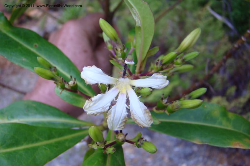 Scaevola, M. Callmander 805--New Caledonia. Mont Dore. 20 Jan 2010. 001 (157).jpg