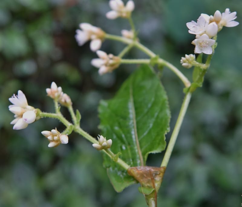 Polygonum chinense, Tseng Yu-Hsin 1336--Taiwan. Xitou Nature Education Area. Giant Tree Logging Rd. 22 May 2016. DSC03924 (58).JPG