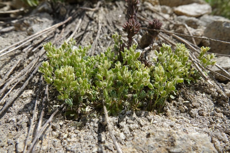 Draba argyraea, C. Davidson 13711--ID. Boise Co. Scott Mtn. L.O. rd. 15 July 2017. DSC03279 (82).JPG