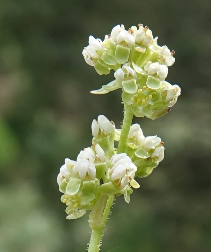 Micranthes oregana, C. Davidson 13615--CA. Modoc Co. Warner Mts. Hwy 299. 7 June 2017. DSC01455 (84).JPG