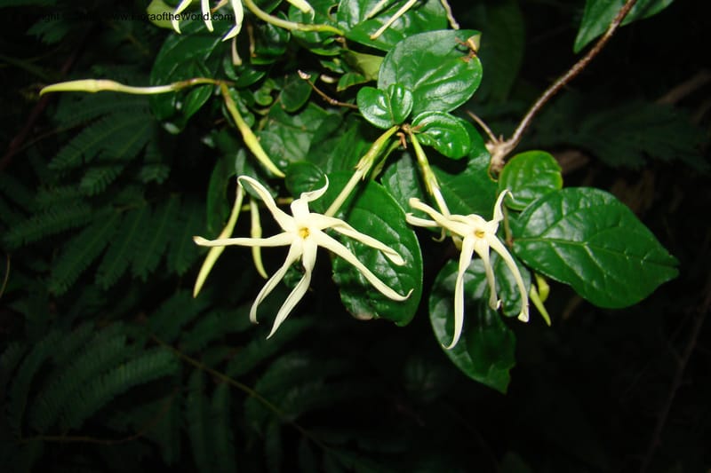 Jasminum streptopus, RGereau7007--Tanz. Mbeya Rural Distr. Pungaluma Hills. 23 Jan 08. 262.jpg