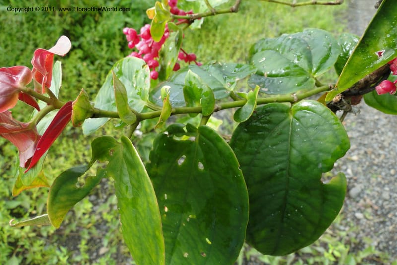 Medinilla, M. Tuiwawa 4920--Fiji. Area of Monasavu Dam I. 9 Feb 2011. 490 (19).jpg