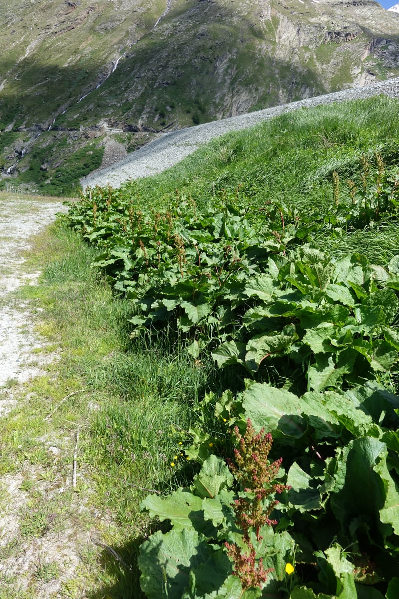 Rumex alpestre, Not collected--Switzerland. Sass Almagell. Lac Mattmark. 3 Jul 2016. DSC08449 (511).JPG