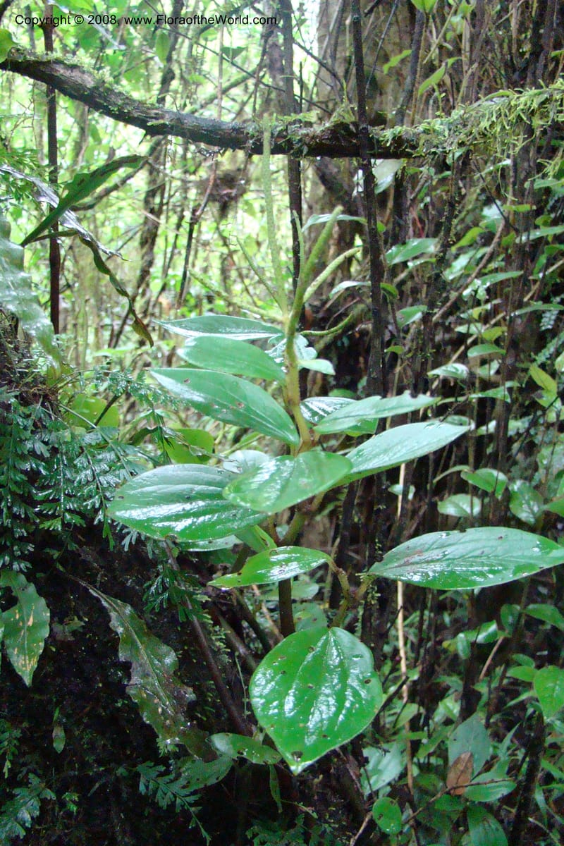 Peperomia fernandopoiana v. butaguensis, WKindeketa2972--Tanz. Rungwe Distr. Rungwe For. Res. 24 Jan 08. 075.jpg