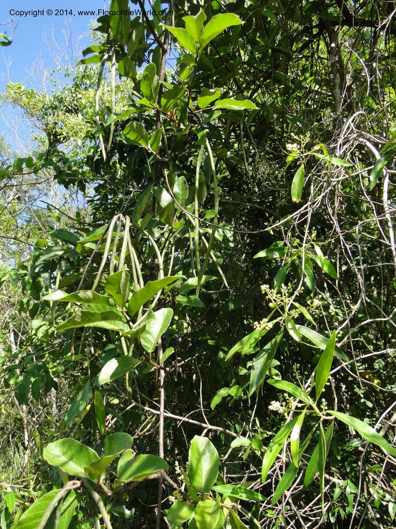 Forsteronia pubescens, Stevens, W. D 31127, Amambay, 16 Mar 2011 1638 (6).JPG