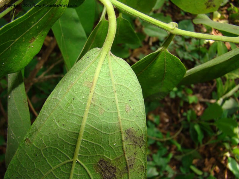 Aristolochia maxima, NMartinezM2422--MX. Chiapas. Jiquipilas. Cerro el Campanario. 14 Sep 08. 249.jpg