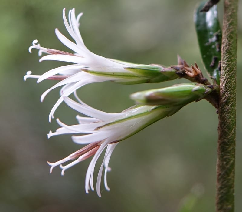 Ainsliaea latifolia, Tseng Yu-Hsin 1331--Taiwan. Taroko Nat. Park. Mt. Bilu Trail. 21 May 2016.  (156).JPG